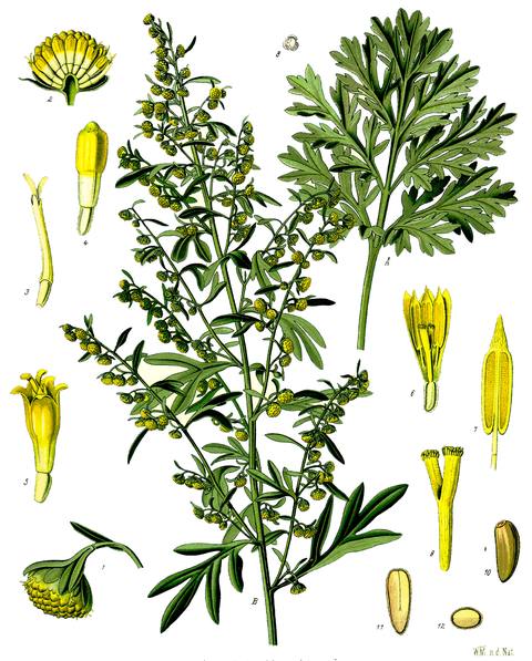 Artemisia absinthium L. botanical illustration