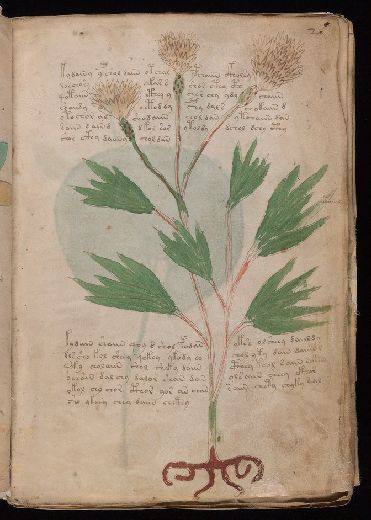Voynich f2r