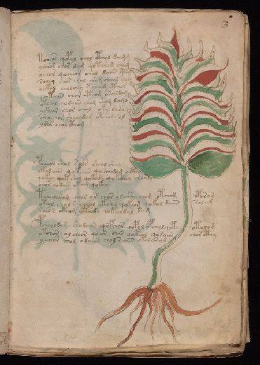 Voynich f3r