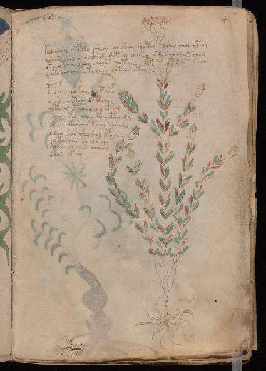 Voynich f4r