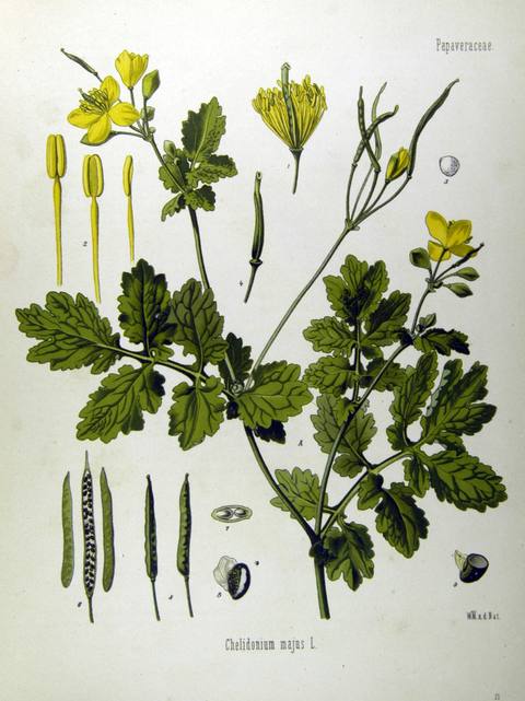 Chelidonium majus L. botanical illustration