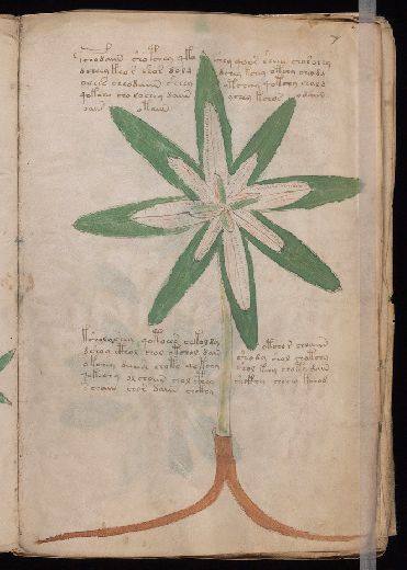 Voynich f7r
