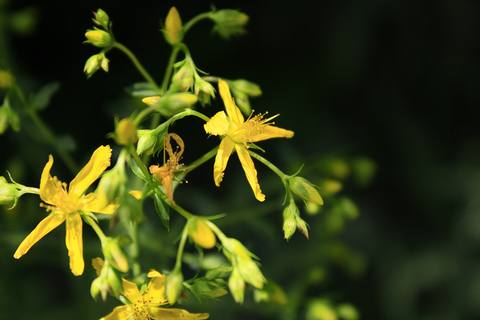 Hypericum perforatum L. botanical illustration