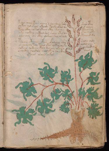 Voynich f9r