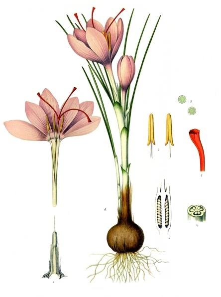Crocus sativus L. botanical illustration