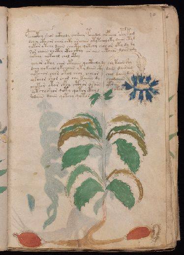 Voynich f10r