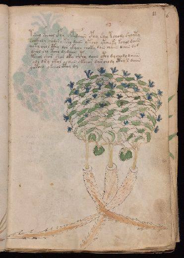 Voynich f11r