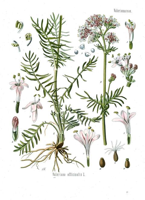 Valeriana officinalis L. botanical illustration