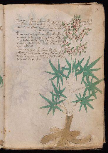 Voynich f16r