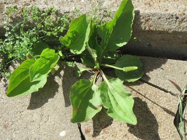 Plantago major L. photograph