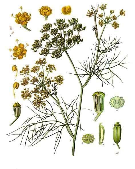 Foeniculum vulgare Mill. botanical illustration