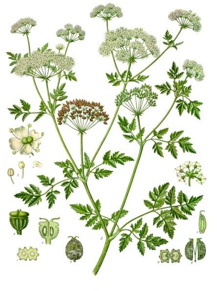 Conium maculatum L. botanical illustration
