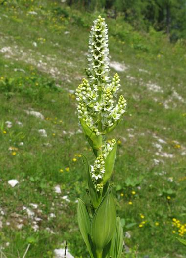Veratrum album L. photograph