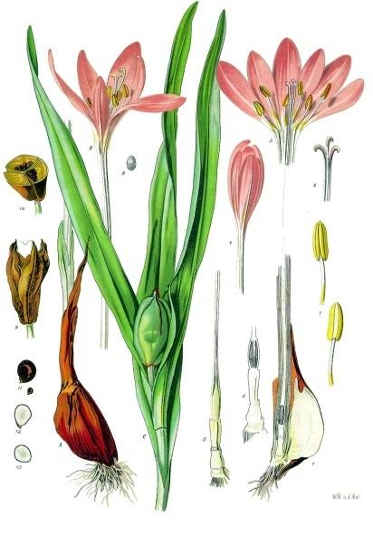 Colchicum autumnale L. botanical illustration