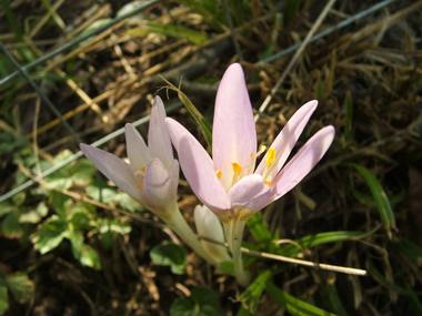 Colchicum autumnale L. photograph