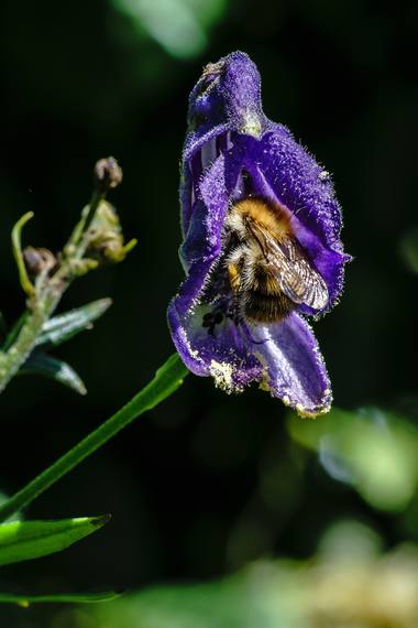 Aconitum napellus L. photograph