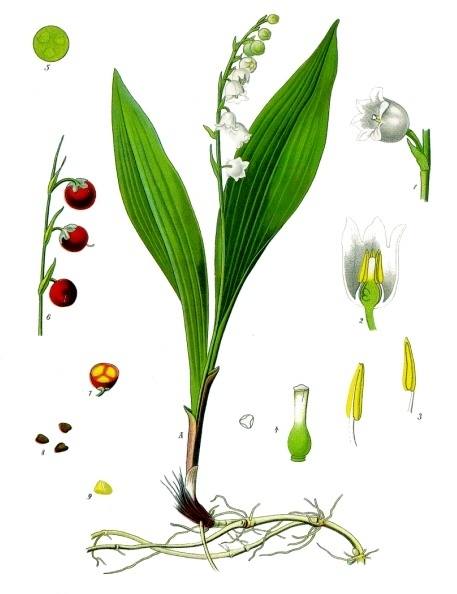 Convallaria majalis L. botanical illustration
