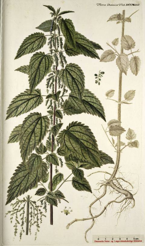 Urtica dioica L. botanical illustration