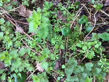 Urtica dioica L. photograph