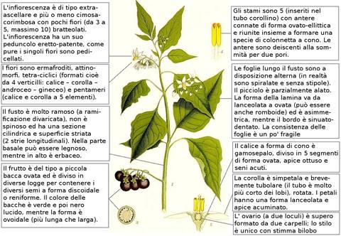 Solanum nigrum L. botanical illustration