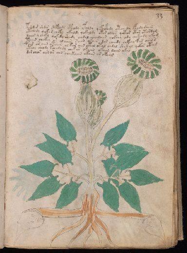 Voynich f33r