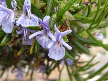 Salvia rosmarinus Spenn. photograph
