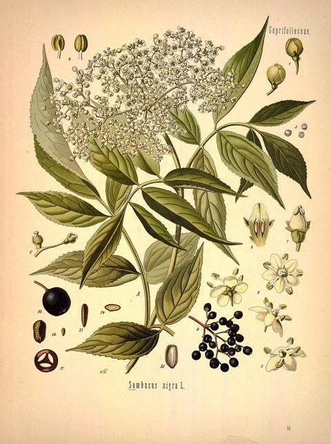 Sambucus nigra L. botanical illustration